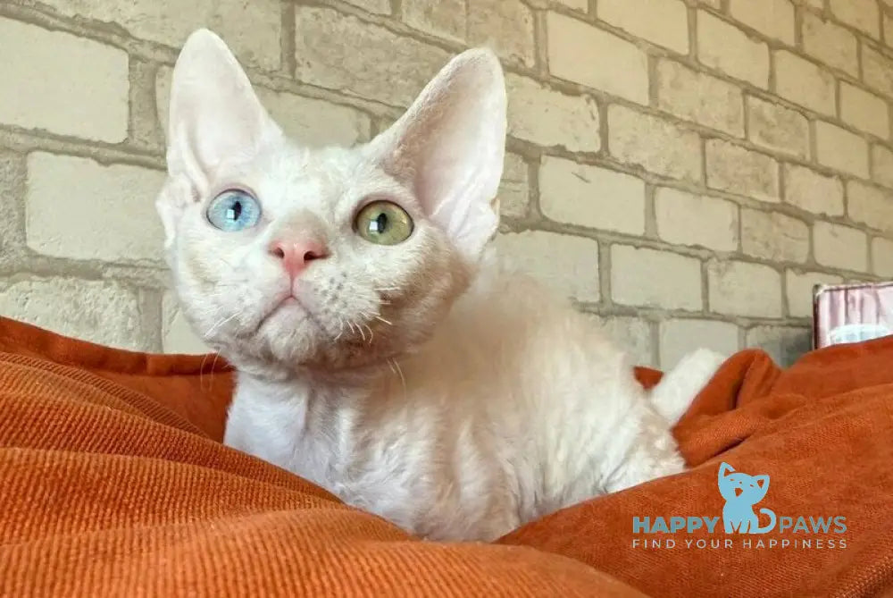 Arahis Devon Rex male white live animals