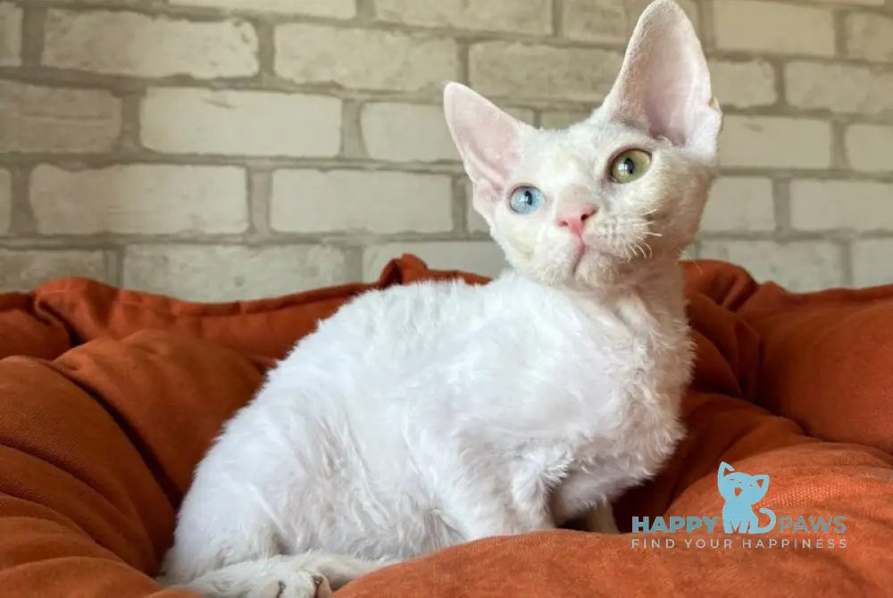 Arahis Devon Rex male white live animals