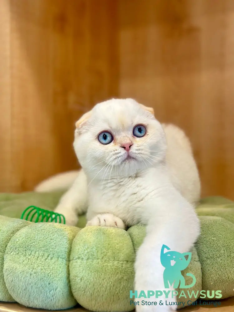 Arakhis Scottish Fold male red golden shaded pointed live animals