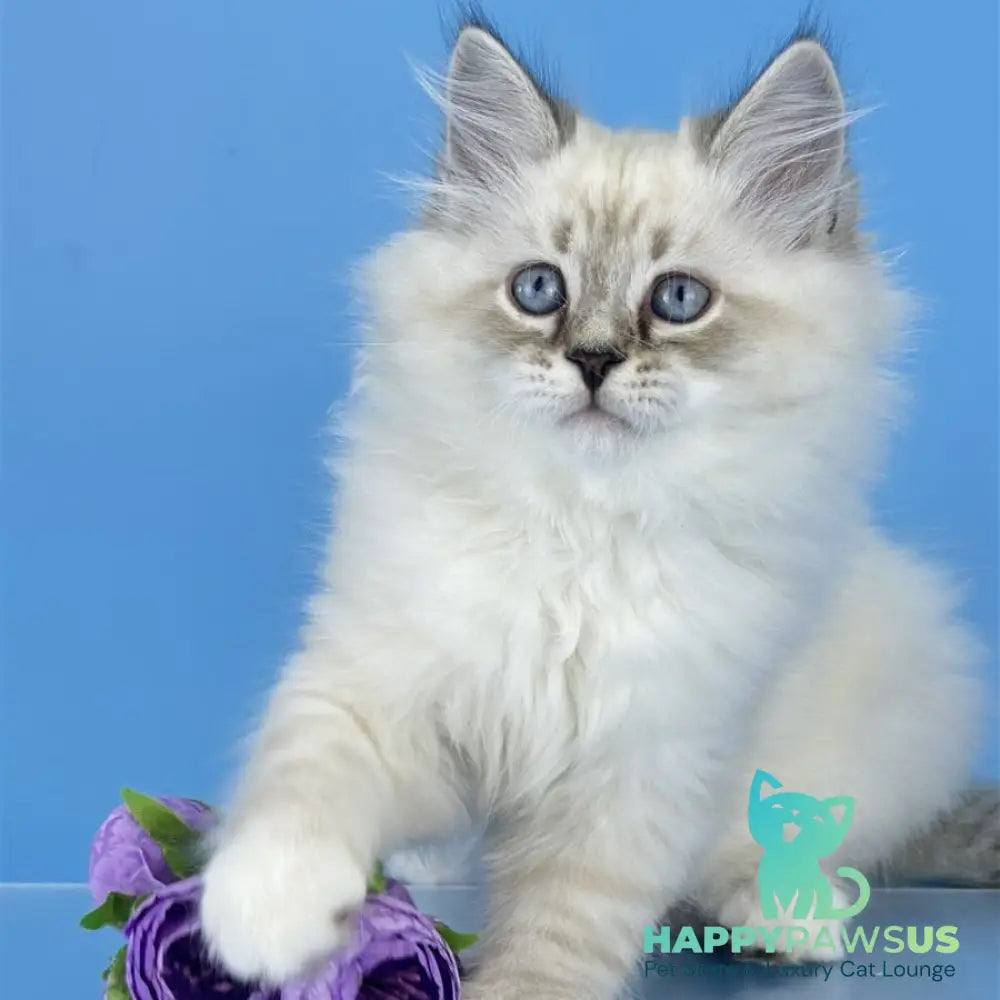 Aramis Siberian male black tabby pointed bicolour - live animals