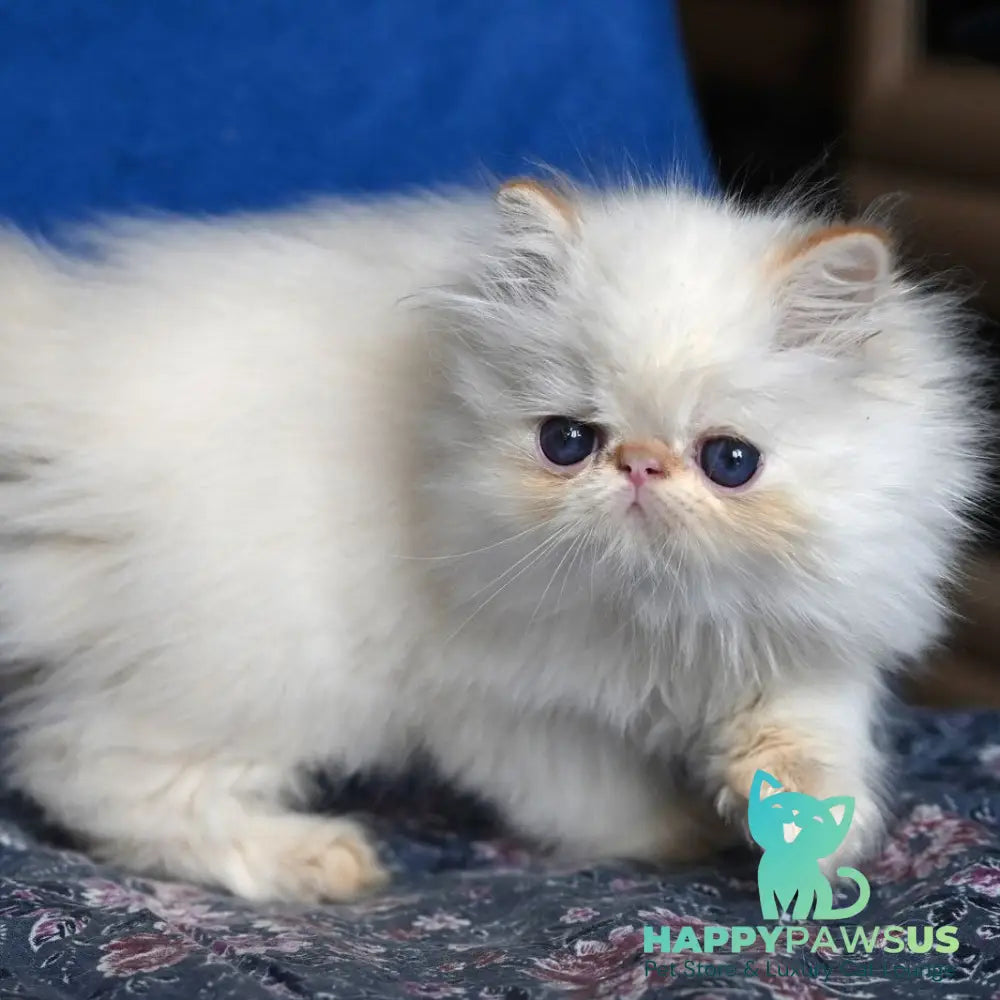 Arash Persian male red tabby pointed - live animals