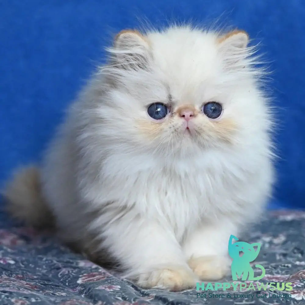 Arash Persian male red tabby pointed - live animals
