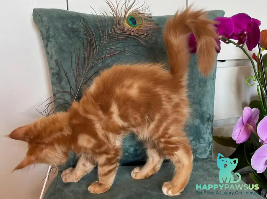 Archer Maine Coon male red tabby - live animals