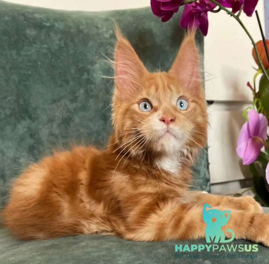 Archer Maine Coon male red tabby - live animals