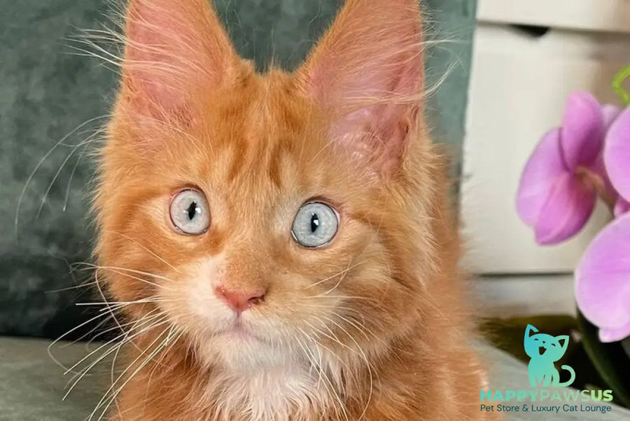 Archer Maine Coon male red tabby - live animals