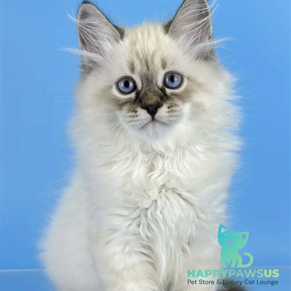 Archer Siberian male black tabby pointed - live animals