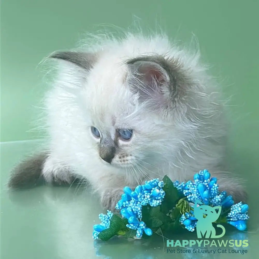 Archer Siberian male seal tabby pointed - live animals