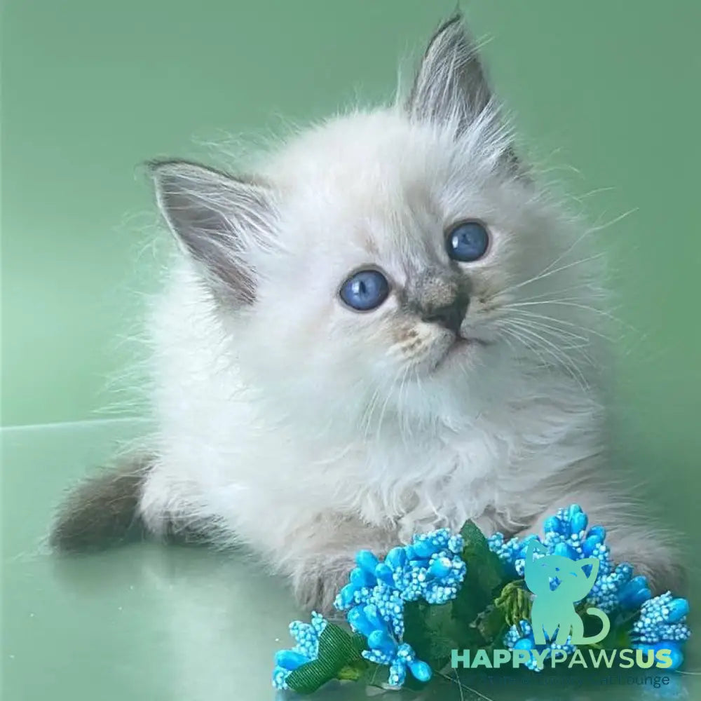 Archer Siberian male seal tabby pointed - live animals
