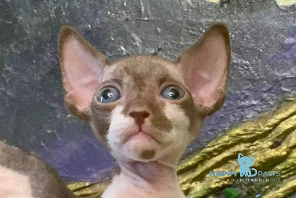 Archi Bambino male chocolate bicolour live animals