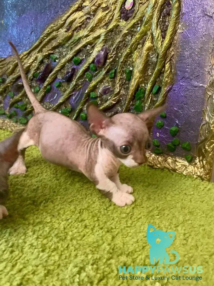 Archi Bambino male chocolate bicolour live animals
