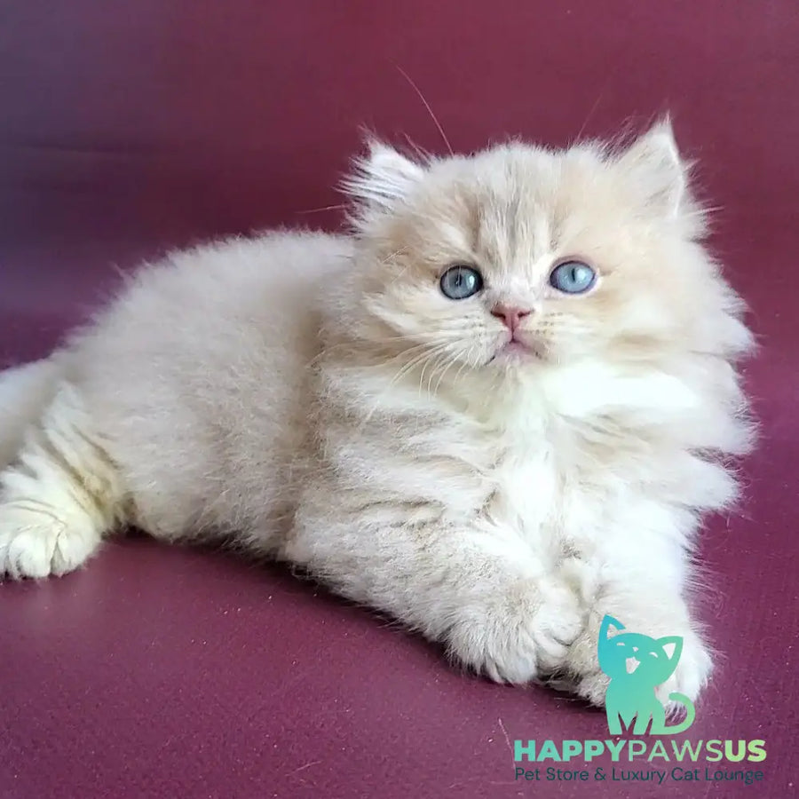 Archi British Longhair male lilac golden shaded - live animals