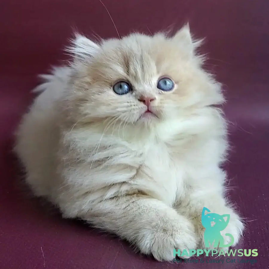 Archi British Longhair male lilac golden shaded - live animals