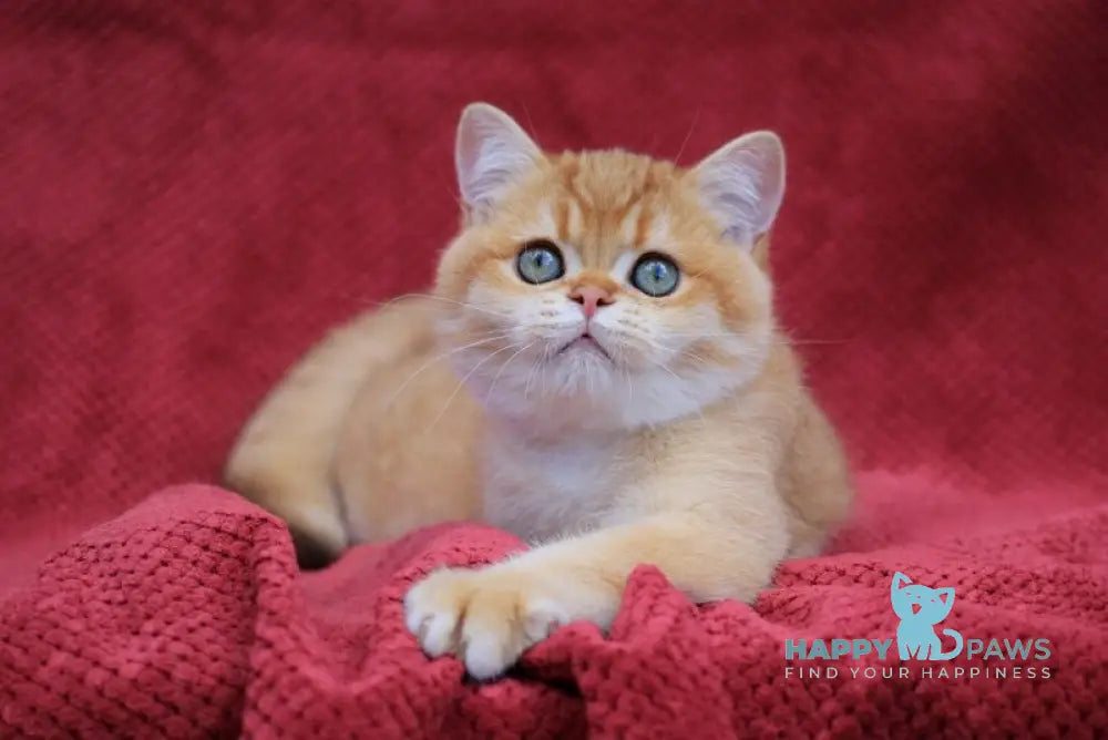 Archi British Shorthair male chocolate golden chinchilla live animals