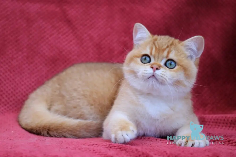 Archi British Shorthair male chocolate golden chinchilla live animals