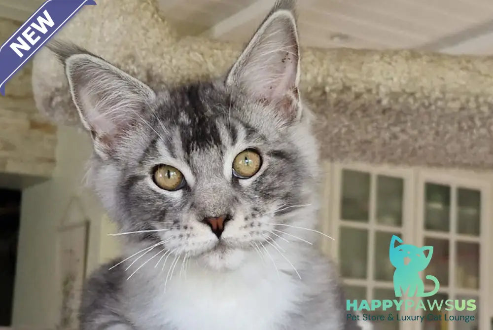 Archi Maine Coon male black silver with white - live animals