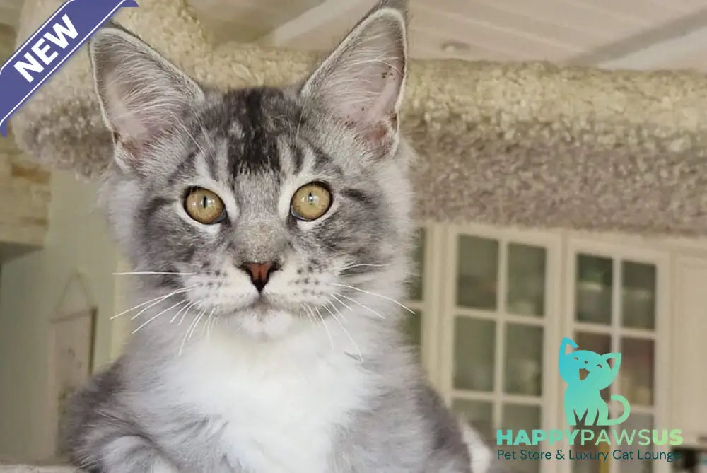 Archi Maine Coon male black silver with white - live animals