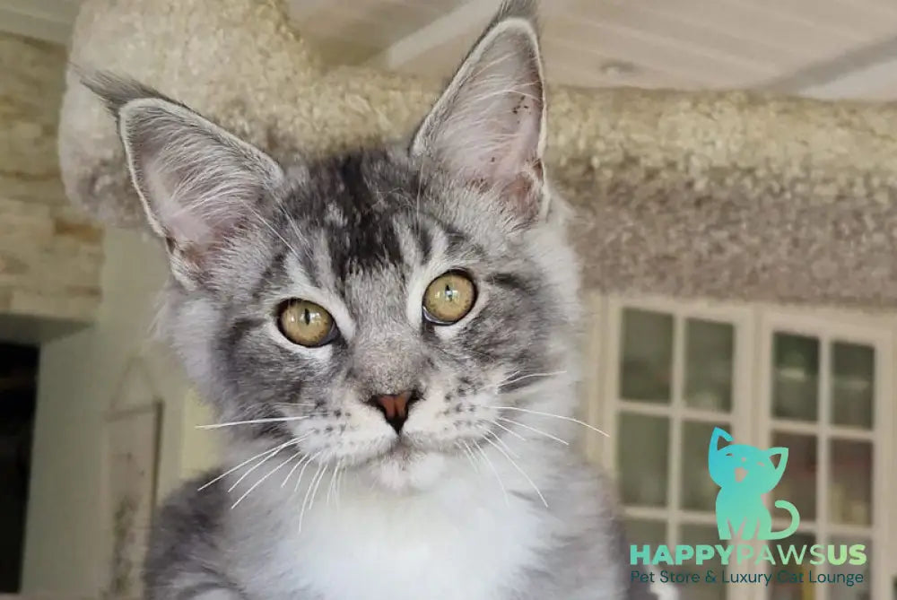 Archi Maine Coon male black silver with white - live animals