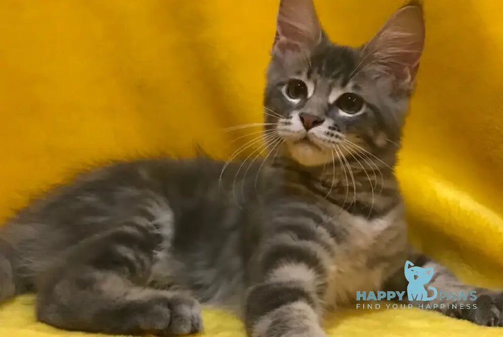 Archi Maine Coon male blue live animals