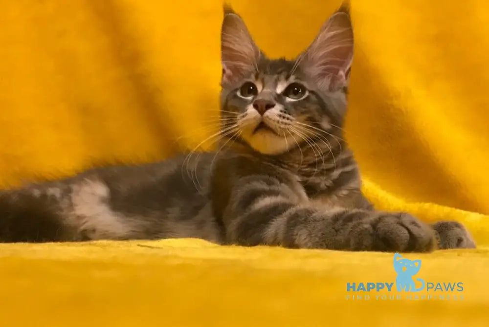 Archi Maine Coon male blue live animals