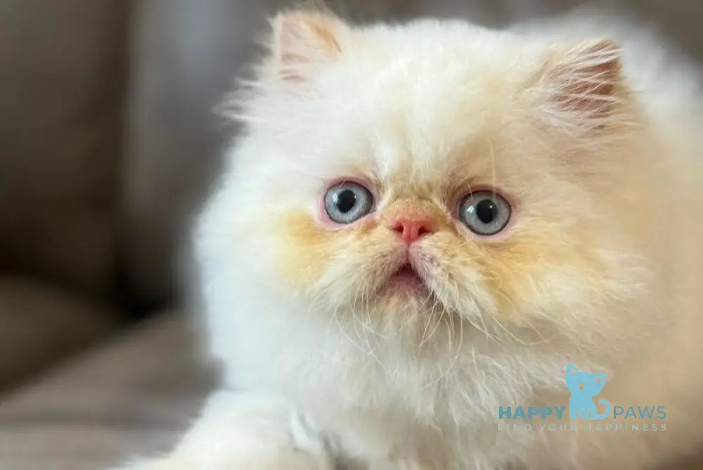 Archi Persian male red pointed live animals