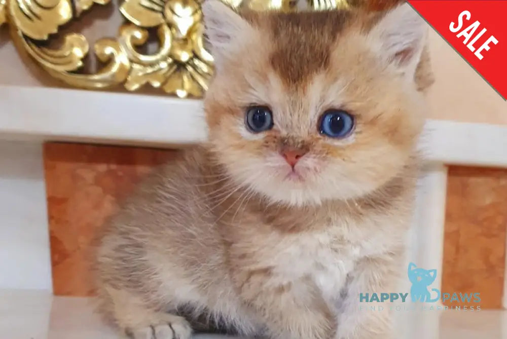 Archibald British Shorthair male black golden shaded live animals