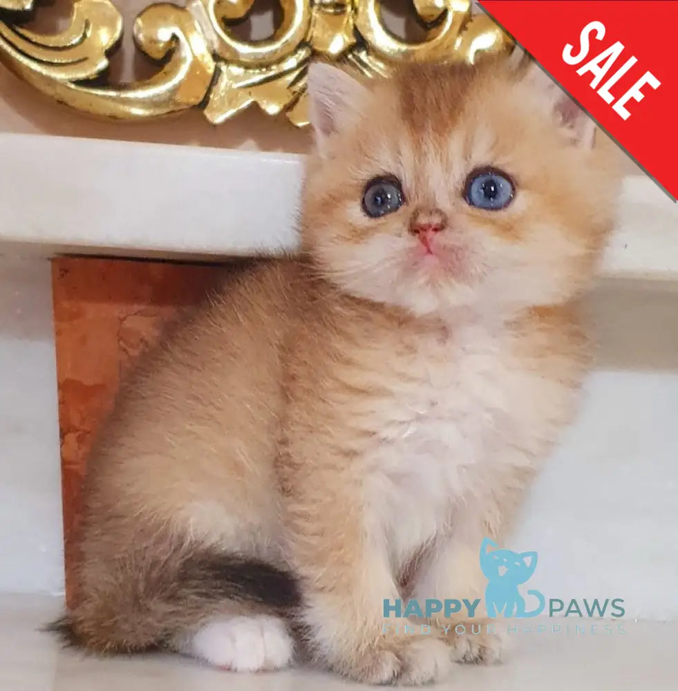 Archibald British Shorthair male black golden shaded live animals