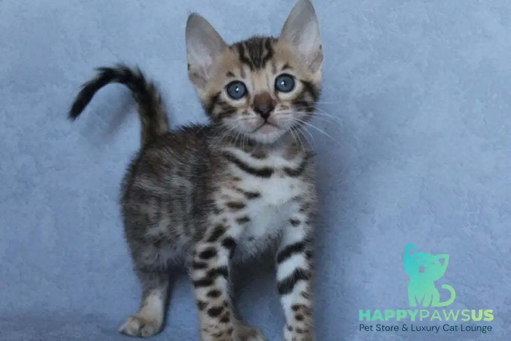 Archie Bengal male black spotted tabby - live animals