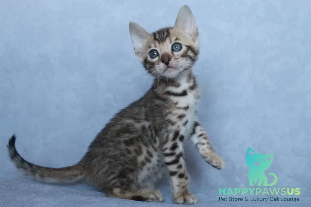 Archie Bengal male black spotted tabby - live animals
