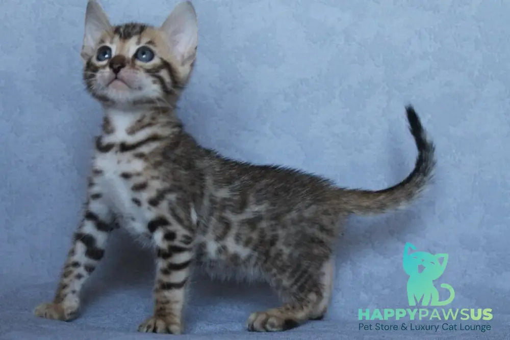 Archie Bengal male black spotted tabby - live animals