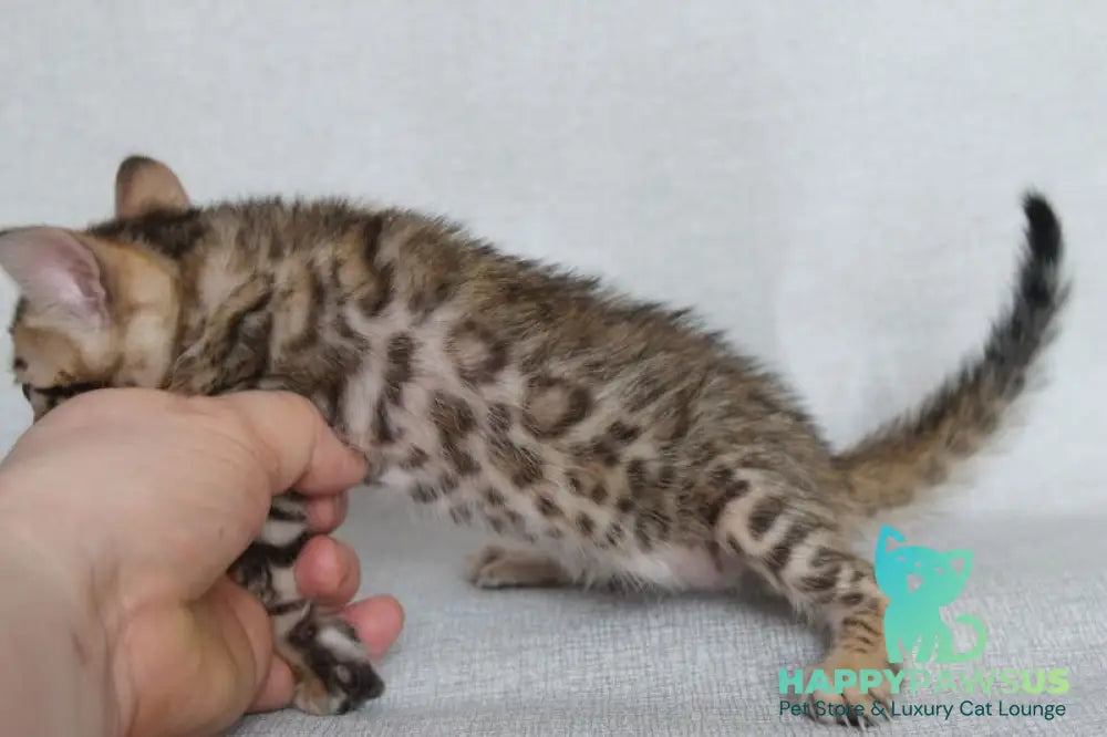 Archie Bengal male black spotted tabby - live animals