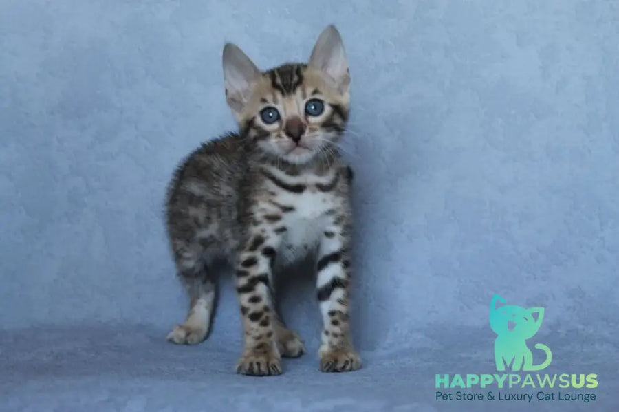 Archie Bengal male black spotted tabby - live animals