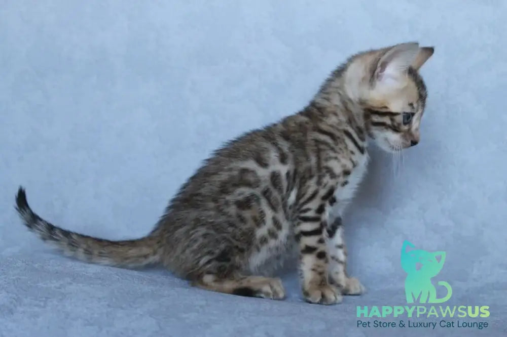 Archie Bengal male black spotted tabby - live animals