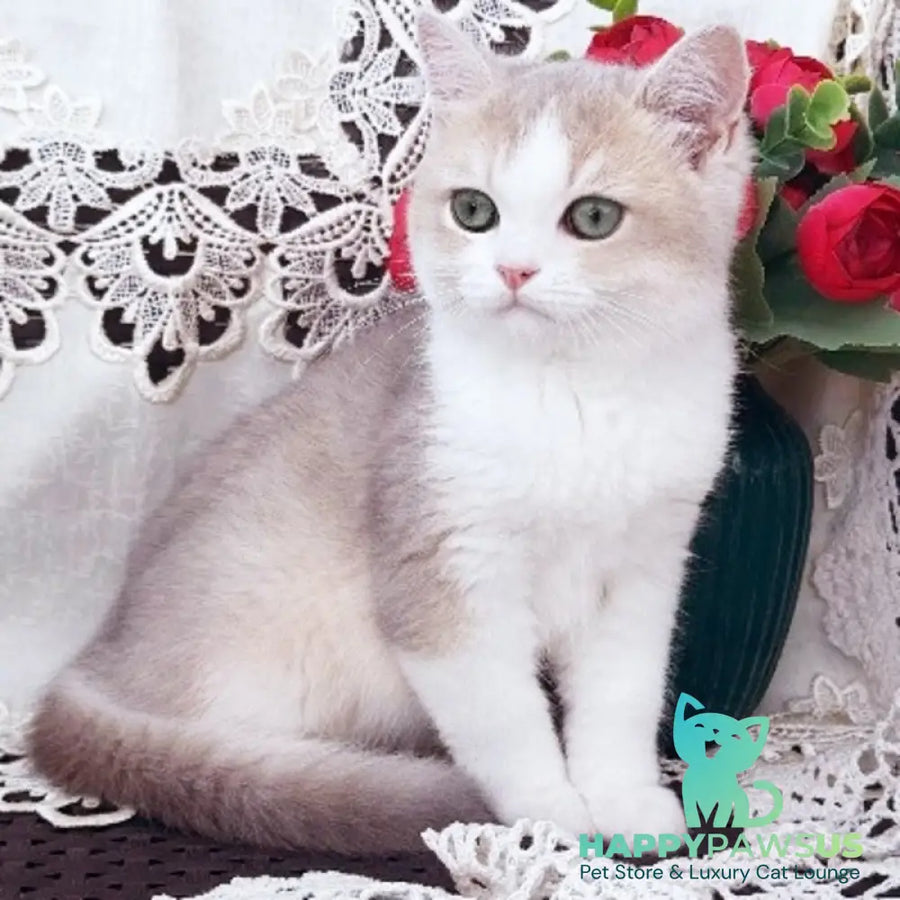 Archie British Shorthair male blue golden shaded bicolour - live animals
