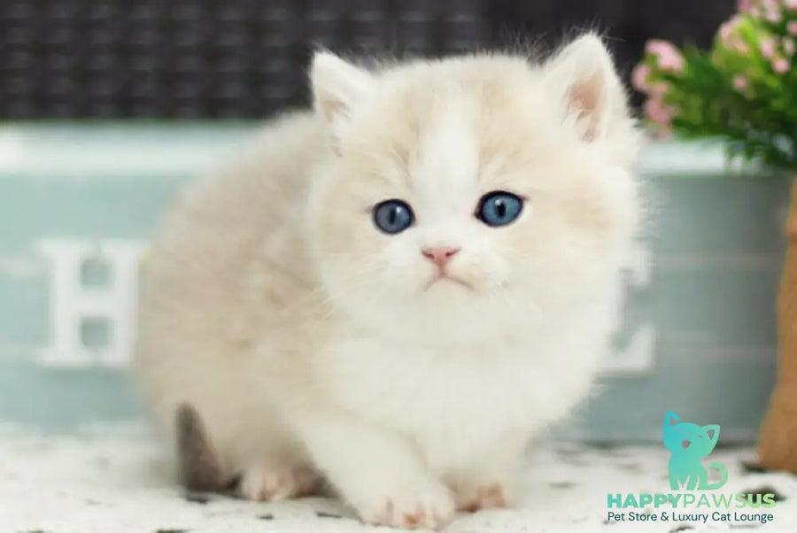 Archie British Shorthair male blue golden shaded bicolour - live animals