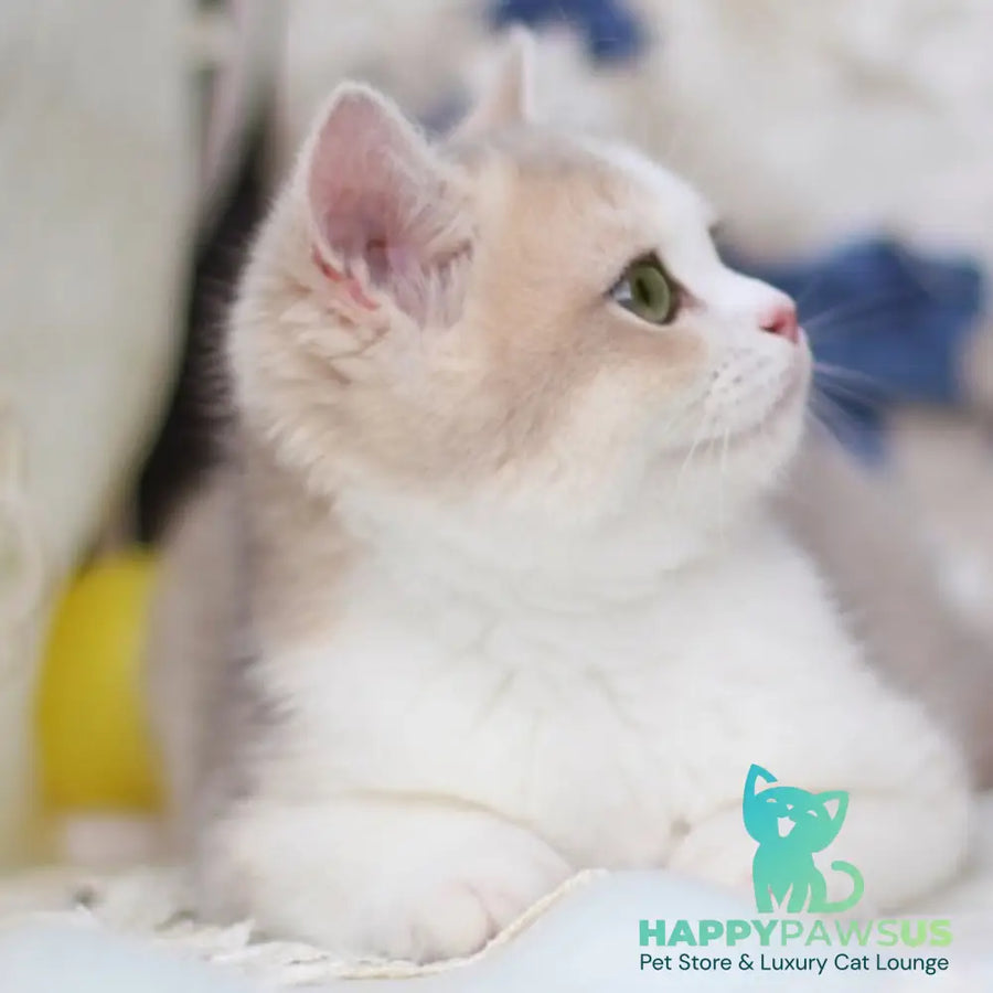 Archie British Shorthair male blue golden shaded bicolour - live animals