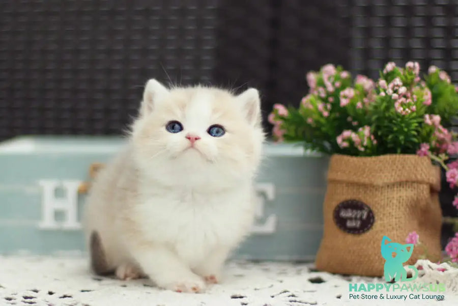 Archie British Shorthair male blue golden shaded bicolour - live animals