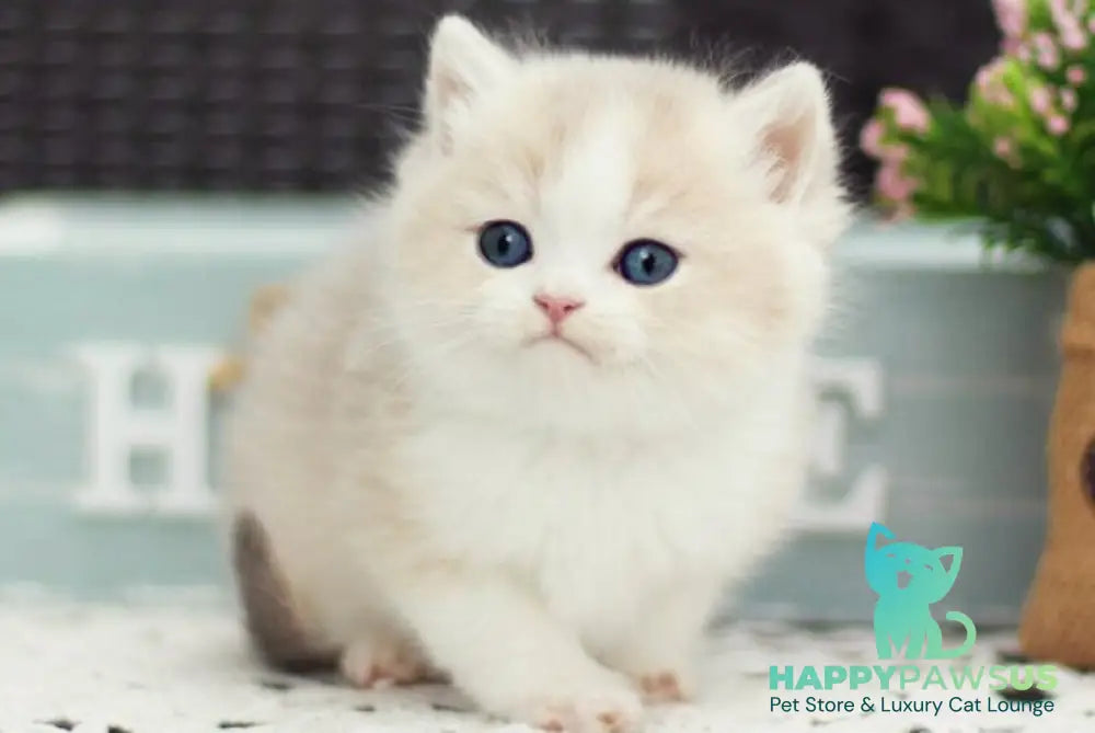 Archie British Shorthair male blue golden shaded bicolour - live animals