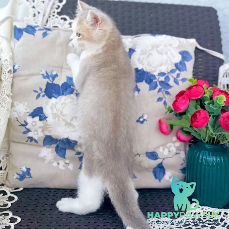 Archie British Shorthair male blue golden shaded bicolour - live animals