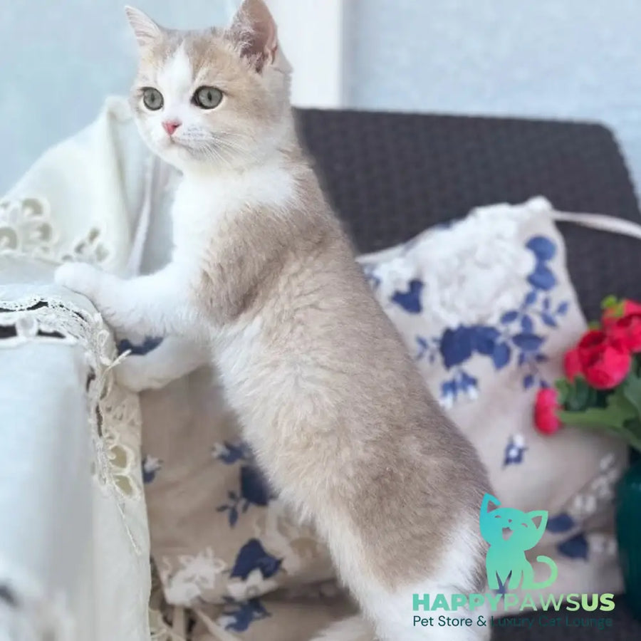Archie British Shorthair male blue golden shaded bicolour - live animals