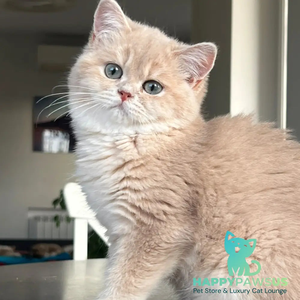 Archie British Shorthair male lilac golden shaded - live animals