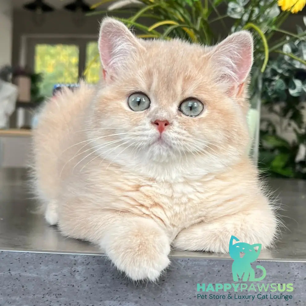Archie British Shorthair male lilac golden shaded - live animals