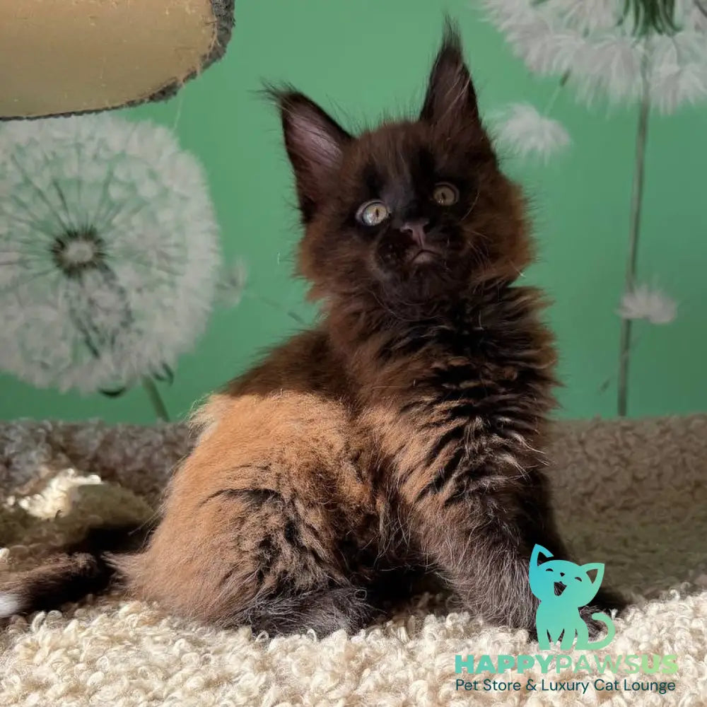 Archie Maine Coon male black with white - live animals