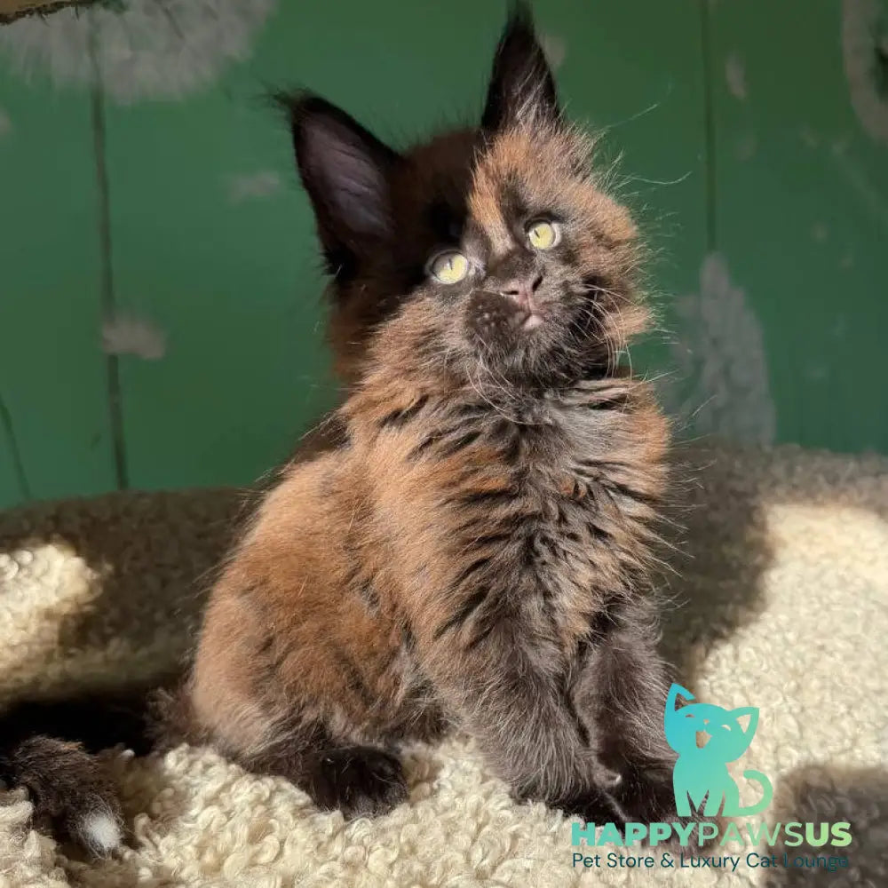 Archie Maine Coon male black with white - live animals