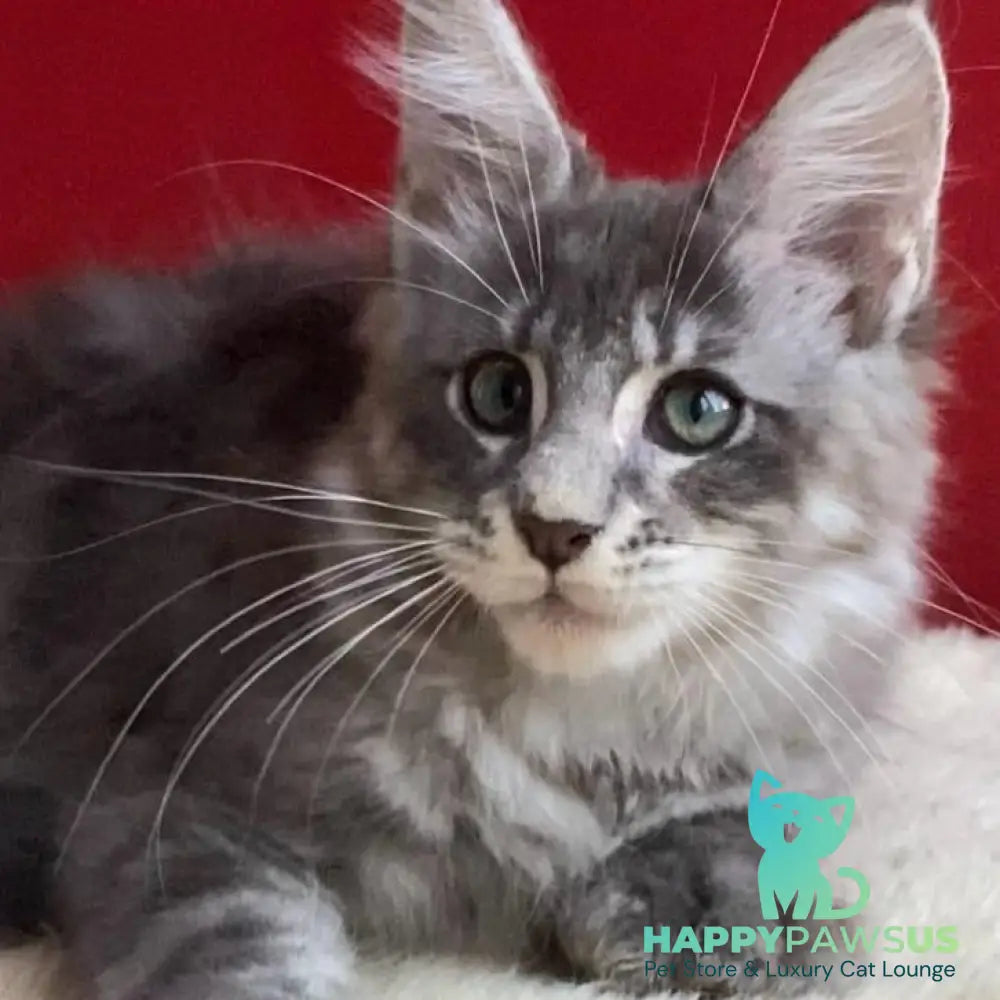 Archie Maine Coon polydactyl 6x6x6x6 male blue silver ticked tabby - live animals