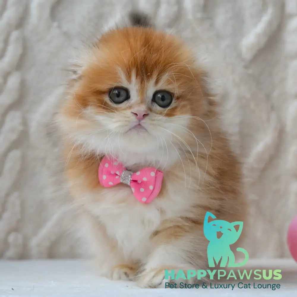 Archie Scottish Fold male black golden chinchilla - live animals