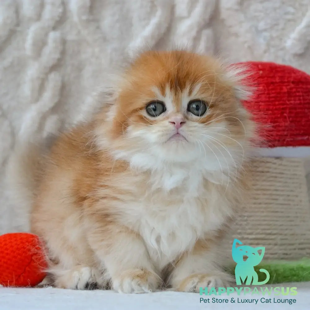 Archie Scottish Fold male black golden chinchilla - live animals