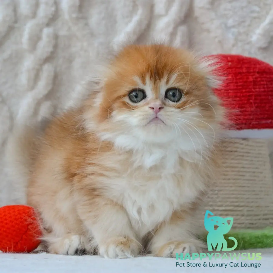 Archie Scottish Fold male black golden chinchilla - live animals