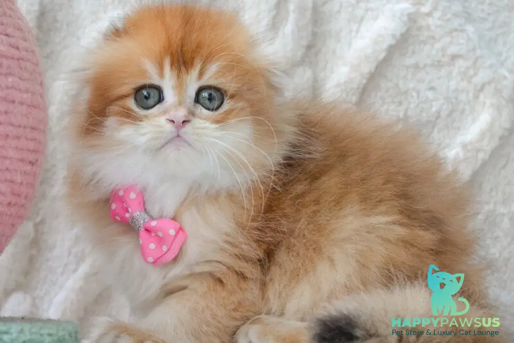 Archie Scottish Fold male black golden chinchilla - live animals