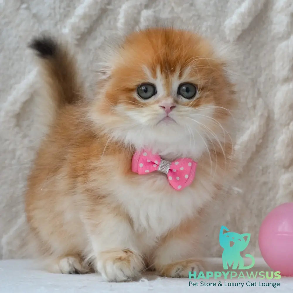 Archie Scottish Fold male black golden chinchilla - live animals