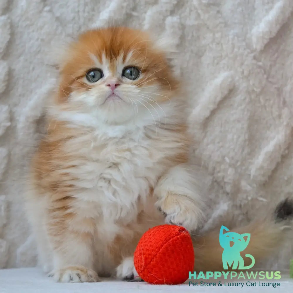 Archie Scottish Fold male black golden chinchilla - live animals